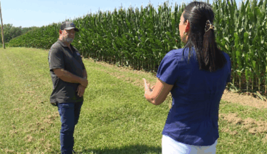 Corn sweat contributes to extreme Midwest humidity, long-term climate