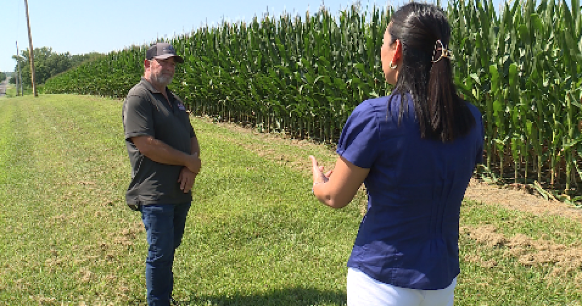 Corn sweat contributes to extreme Midwest humidity, long-term climate