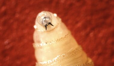 U.S. confirms its first human case of New World screwworm : NPR