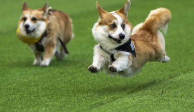 Little legs, big dreams: More than 100 teams compete in Lithuania's international Corgi race