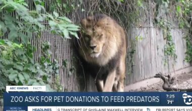 Denmark zoo asks public to donate unwanted pets to feed to predators?