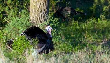Game and Fish sets North Dakota fall turkey hunting season - Grand Forks Herald