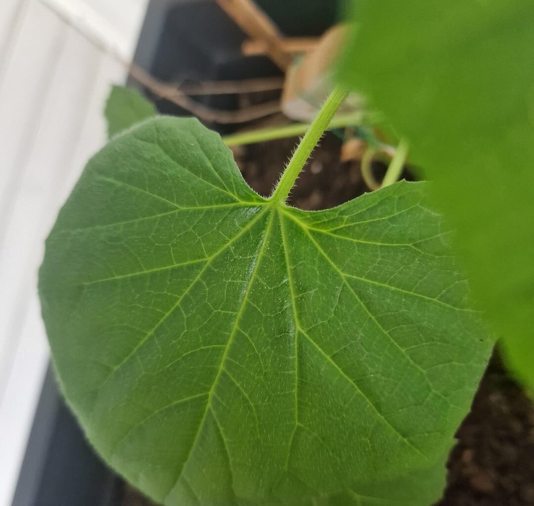 Was sind diese Flecken auf meinen Gurken und was mache ich dagegen?