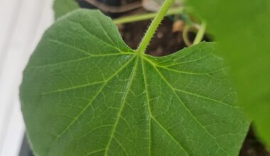 Was sind diese Flecken auf meinen Gurken und was mache ich dagegen?