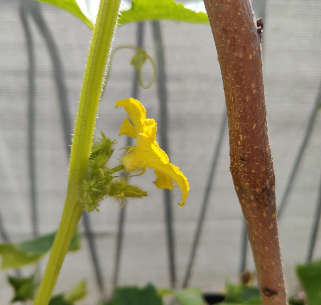 Gurken nur eine Sorte Blüten?