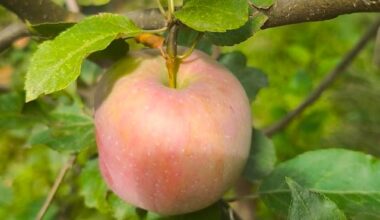 Brauche Hilfe die Apfelsorte zu bestimmen