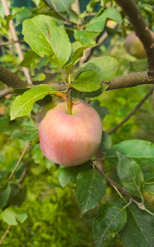 Brauche Hilfe die Apfelsorte zu bestimmen