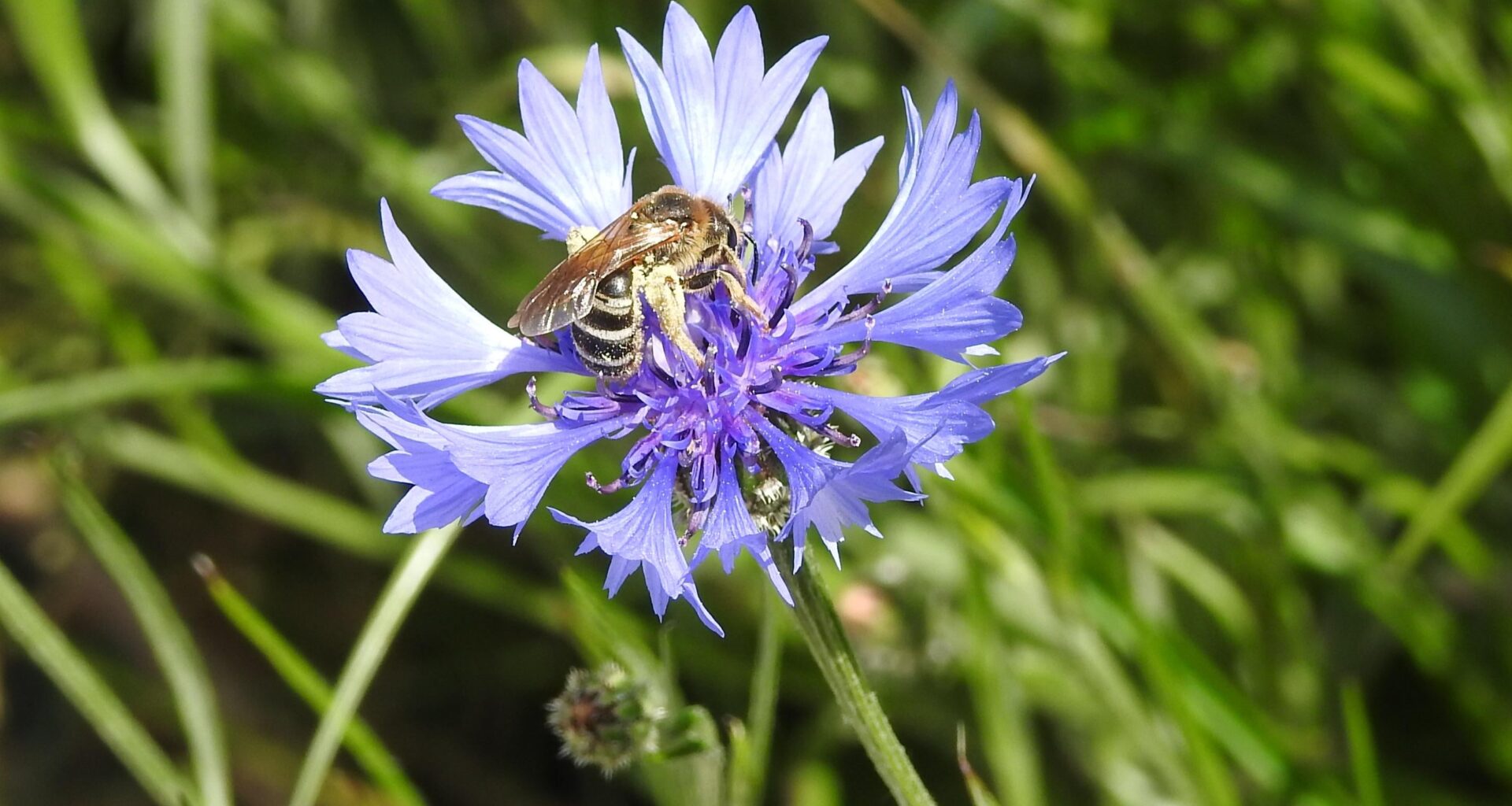 Biene auf einer Kornblumenblüte