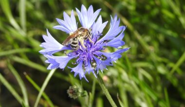 Biene auf einer Kornblumenblüte