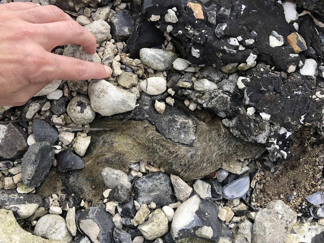 Hvordan stopper man casual dumping af bunkerolie