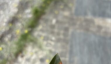 Was hat mein Birnenbaum?