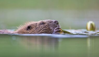 Licence granted for historic return of beavers to Glen Affric