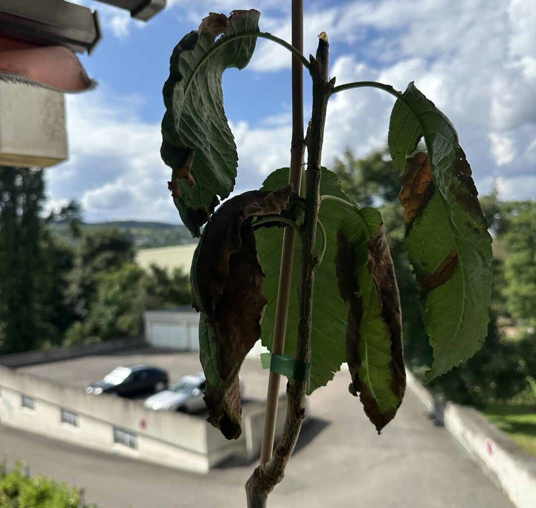 was da los bei der säulenkirsche?