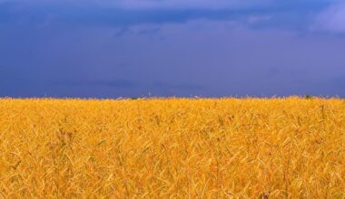 Ukraine's National Flag Day Today: Extra-realistic representaion