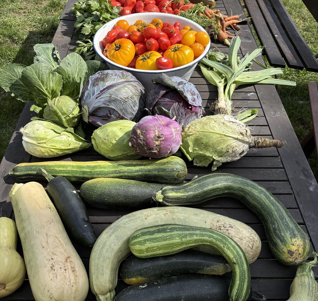 Erstes Jahr mit selbst gebautem Gewächshaus