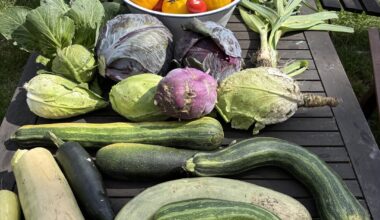 Erstes Jahr mit selbst gebautem Gewächshaus