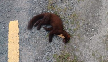 Any idea what this is ? Found him on the road.
