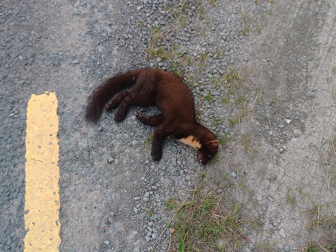 Any idea what this is ? Found him on the road.