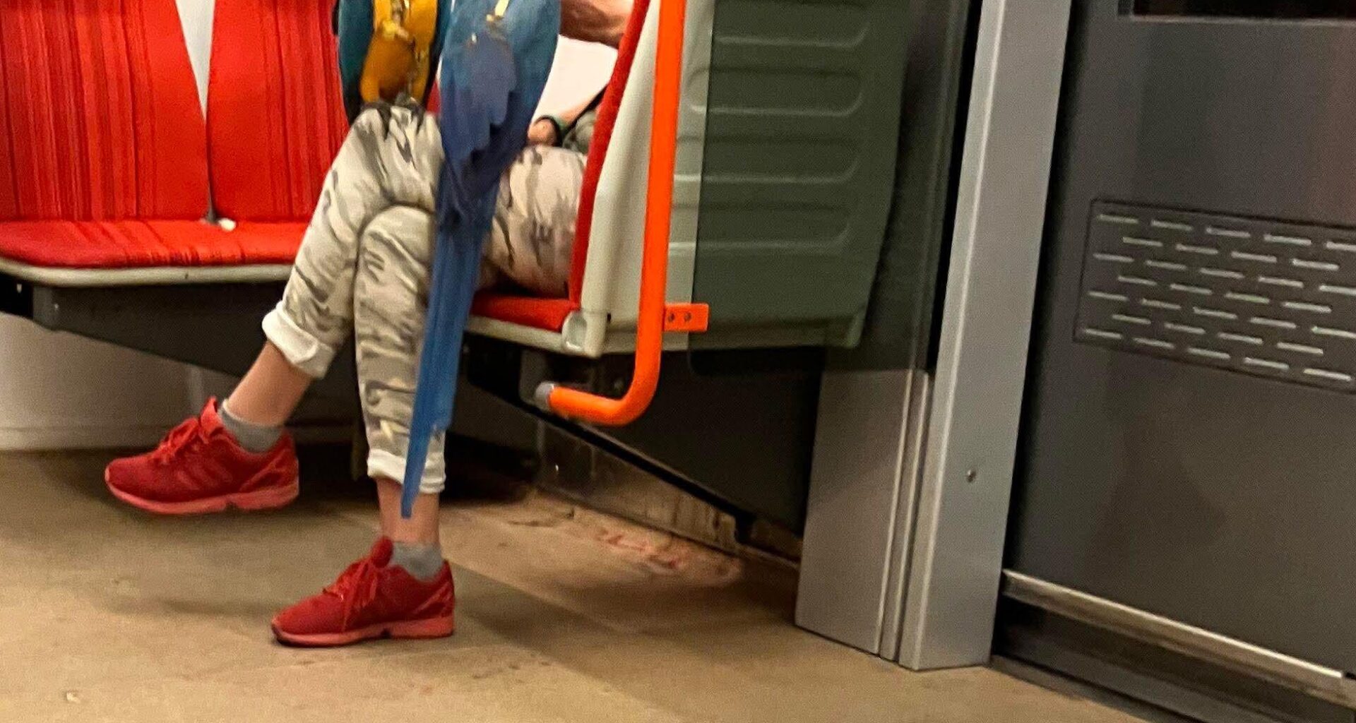 co nejdivnějšího jste viděli přepravovat v mhd?