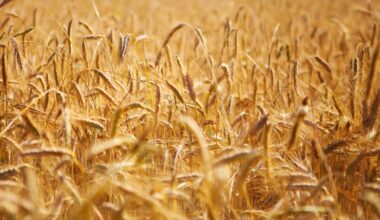 Rain helps wheat crops in Australia | 620 CKRM - The Voice of Saskatchewan