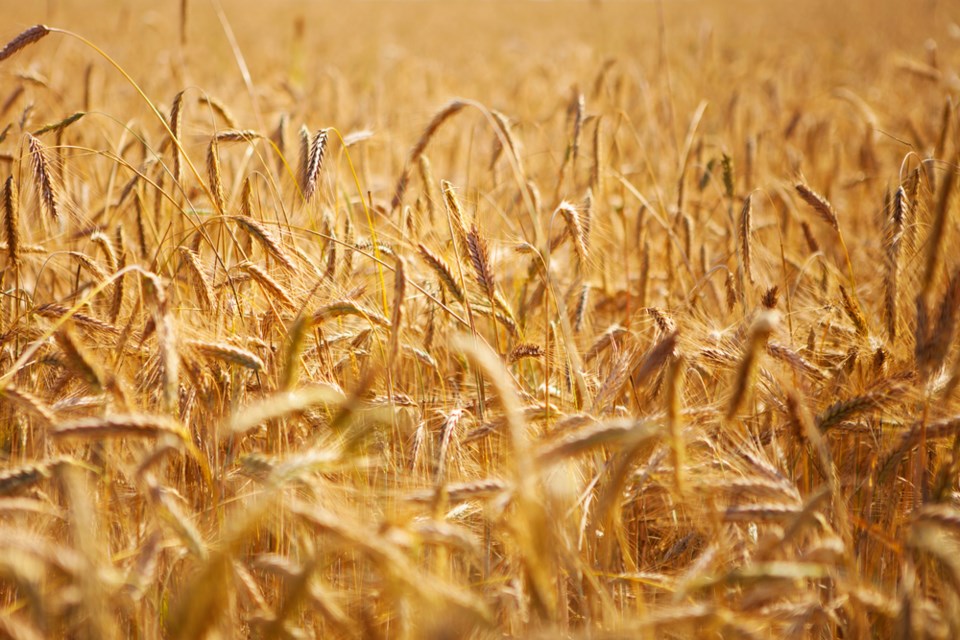 Rain helps wheat crops in Australia | 620 CKRM - The Voice of Saskatchewan