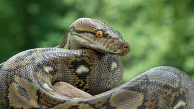 Why Burmese Python poop contains no bones and what it means for science