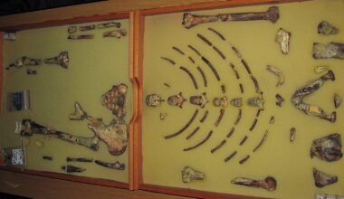 Ethiopian fossil Lucy leaves for her first exhibition in Europe