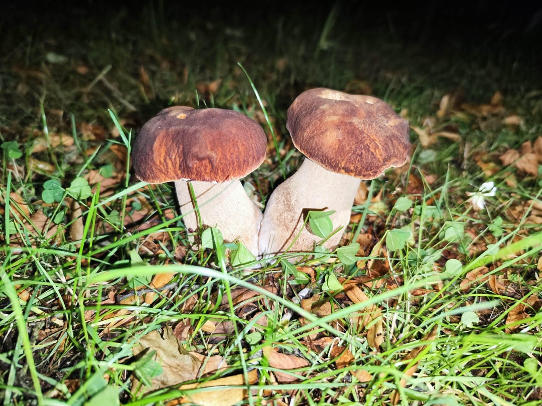 Endlich Steinpilze gefunden.