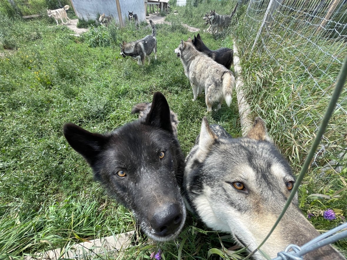Two dogs appear curious as they nose toward the camera through a fence of their enclosure.