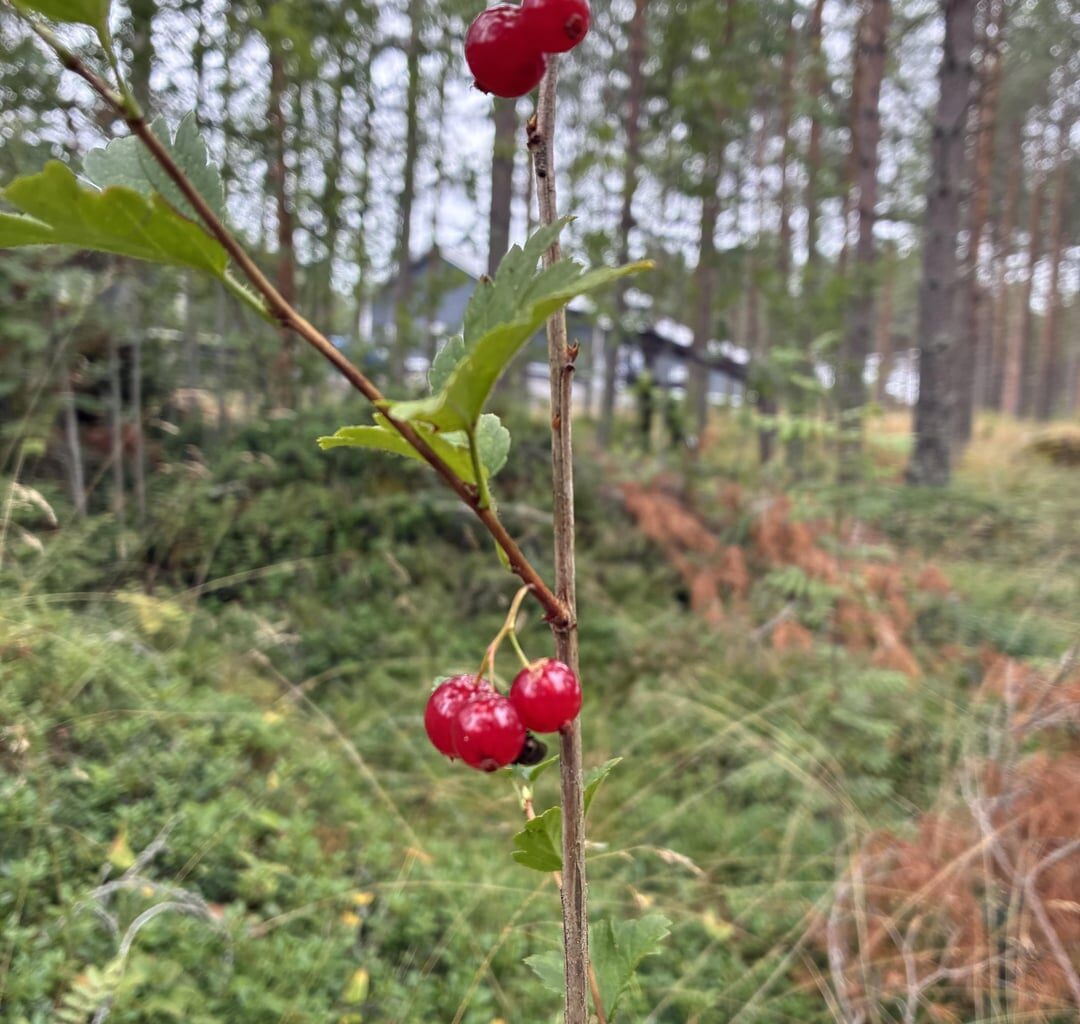 Blueberries 🫐 strawberries 🍓and raspberries on my bike through the forest today