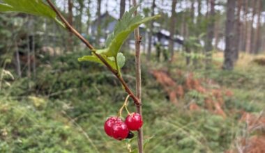 Blueberries 🫐 strawberries 🍓and raspberries on my bike through the forest today