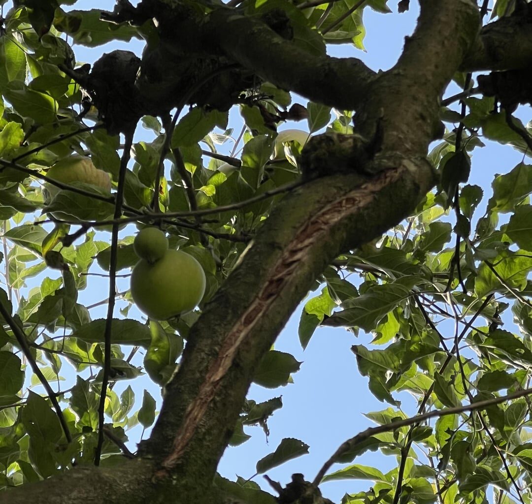 Äste vom Apfelbaum reißen ein