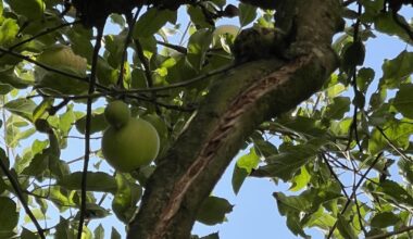 Äste vom Apfelbaum reißen ein