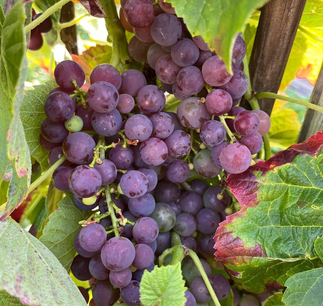 Bald wird geerntet :)