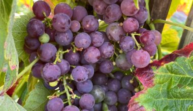 Bald wird geerntet :)