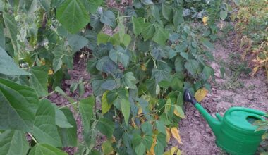 Stangenbohnen untere Blätter gelb?