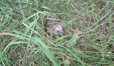 Schnüffelnder Igel auf Nahrungssuche
