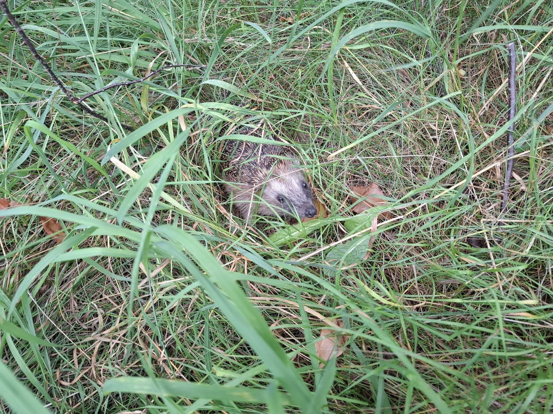Schnüffelnder Igel auf Nahrungssuche