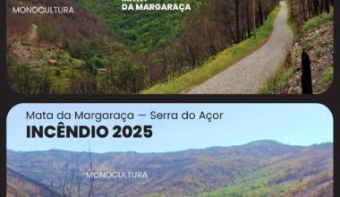 Mata da Margaraça: a floresta que resiste ao fogo quando todas as outras ardem (sem pinheiros nem eucaliptos