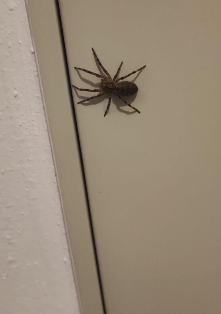 Winkler oder Nosferatu?