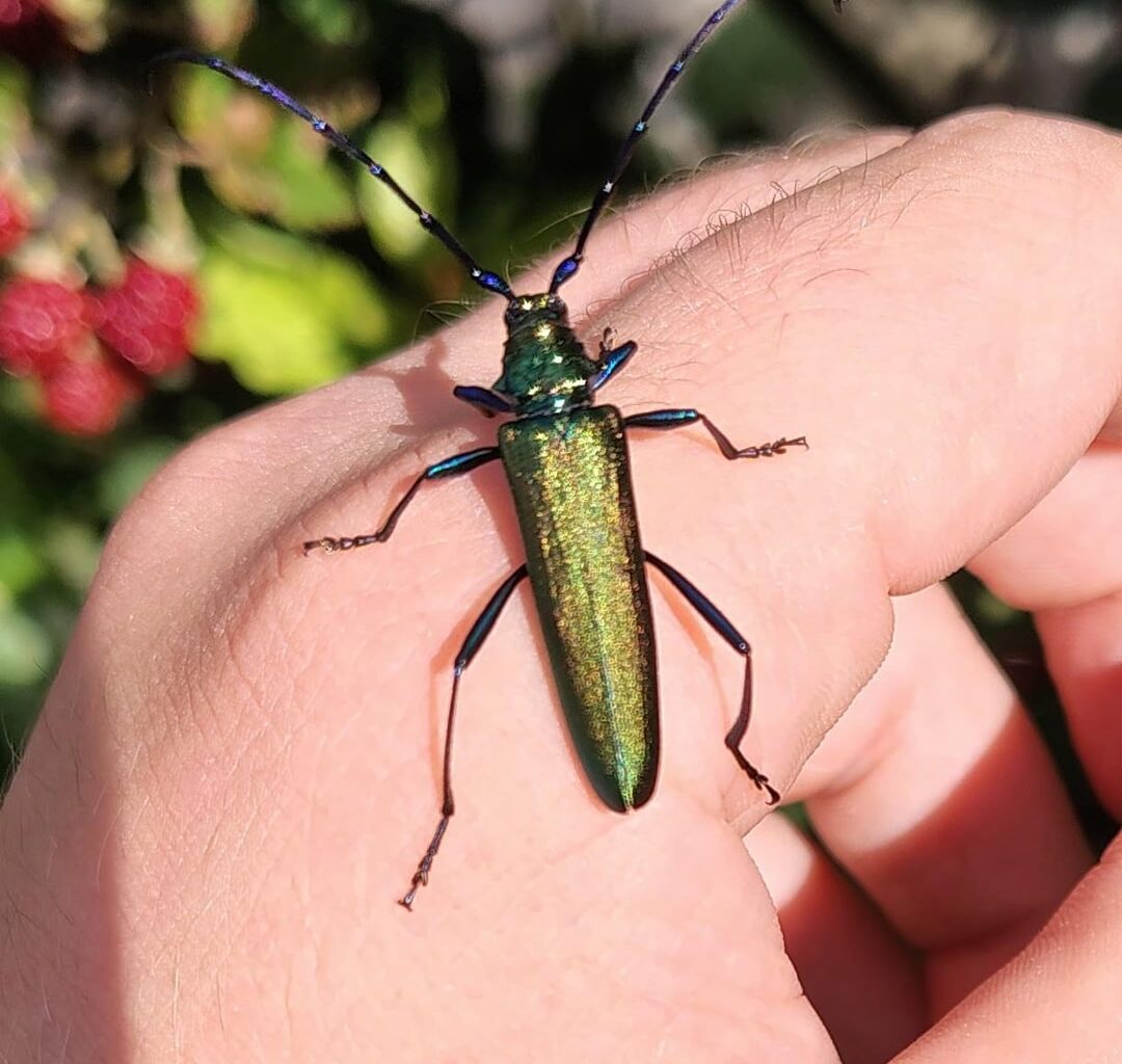 Moschusbock krabbelt mir beim Brombeeren pfücken auf die Hand