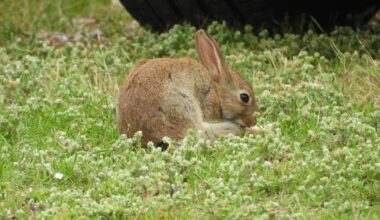 Wildkaninchen