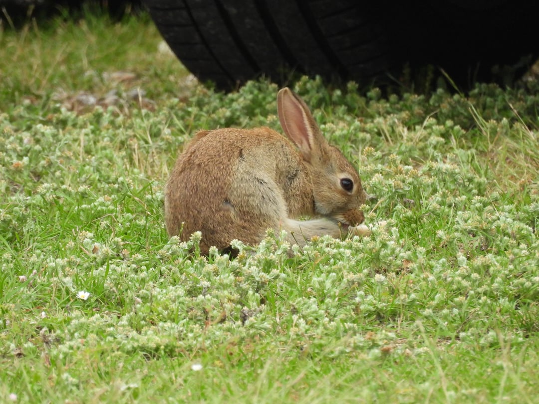 Wildkaninchen