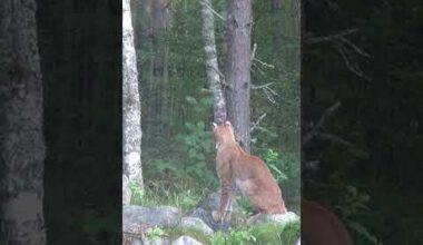 Lynx in My Yard!