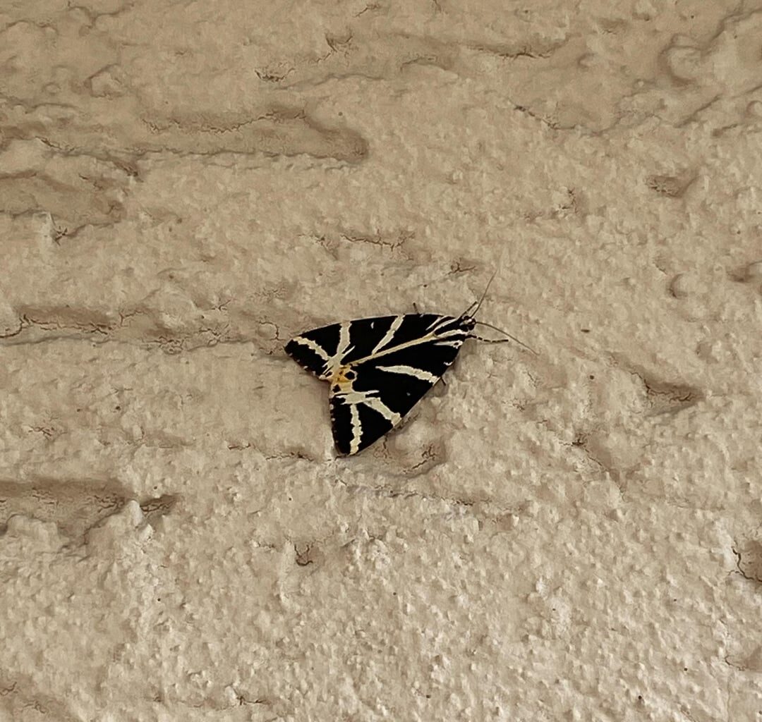 Was ist das und was macht es an meiner Hauswand