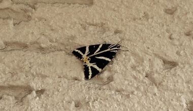 Was ist das und was macht es an meiner Hauswand