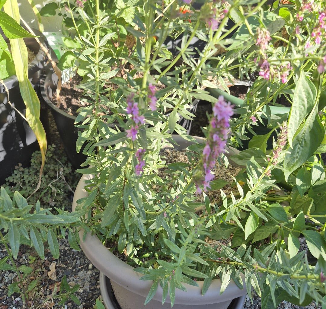 Ist das wirklich Thymian?