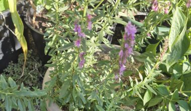 Ist das wirklich Thymian?