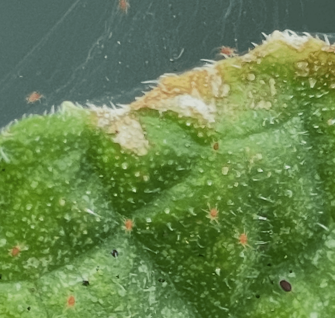 Ich hasse Sie! (Spinnenmilben)