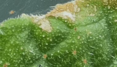 Ich hasse Sie! (Spinnenmilben)